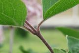 Syringa meyeri