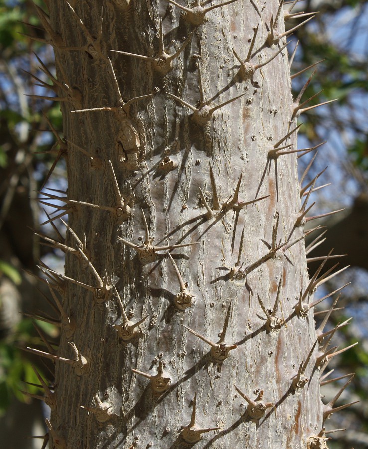 Image of Pachypodium lamerei specimen.