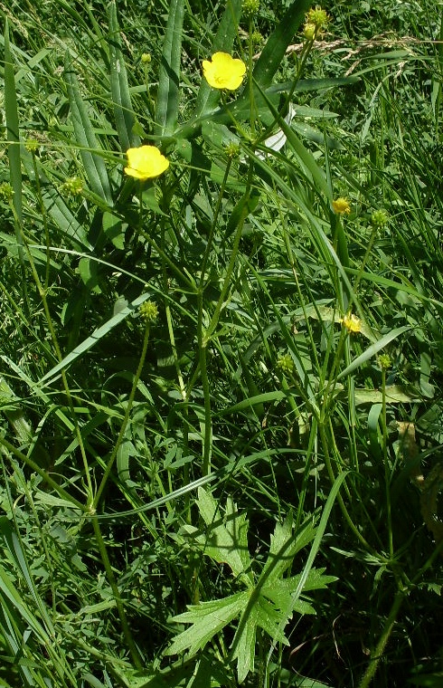 Image of Ranunculus acris specimen.