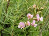 Astragalus austriacus