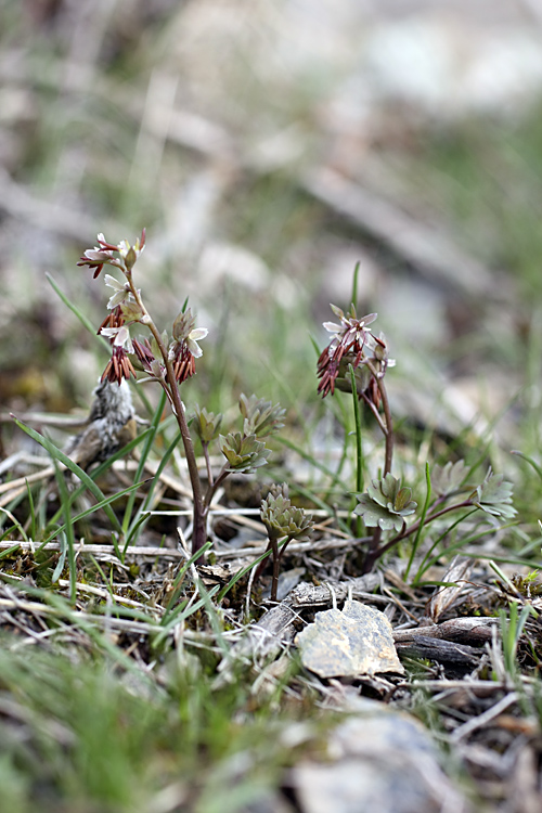 Image of Thalictrum isopyroides specimen.