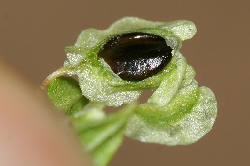 Image of Fallopia dumetorum specimen.