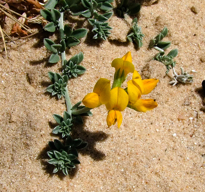 Image of Lotus creticus specimen.