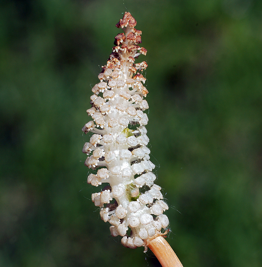 Изображение особи Equisetum sylvaticum.