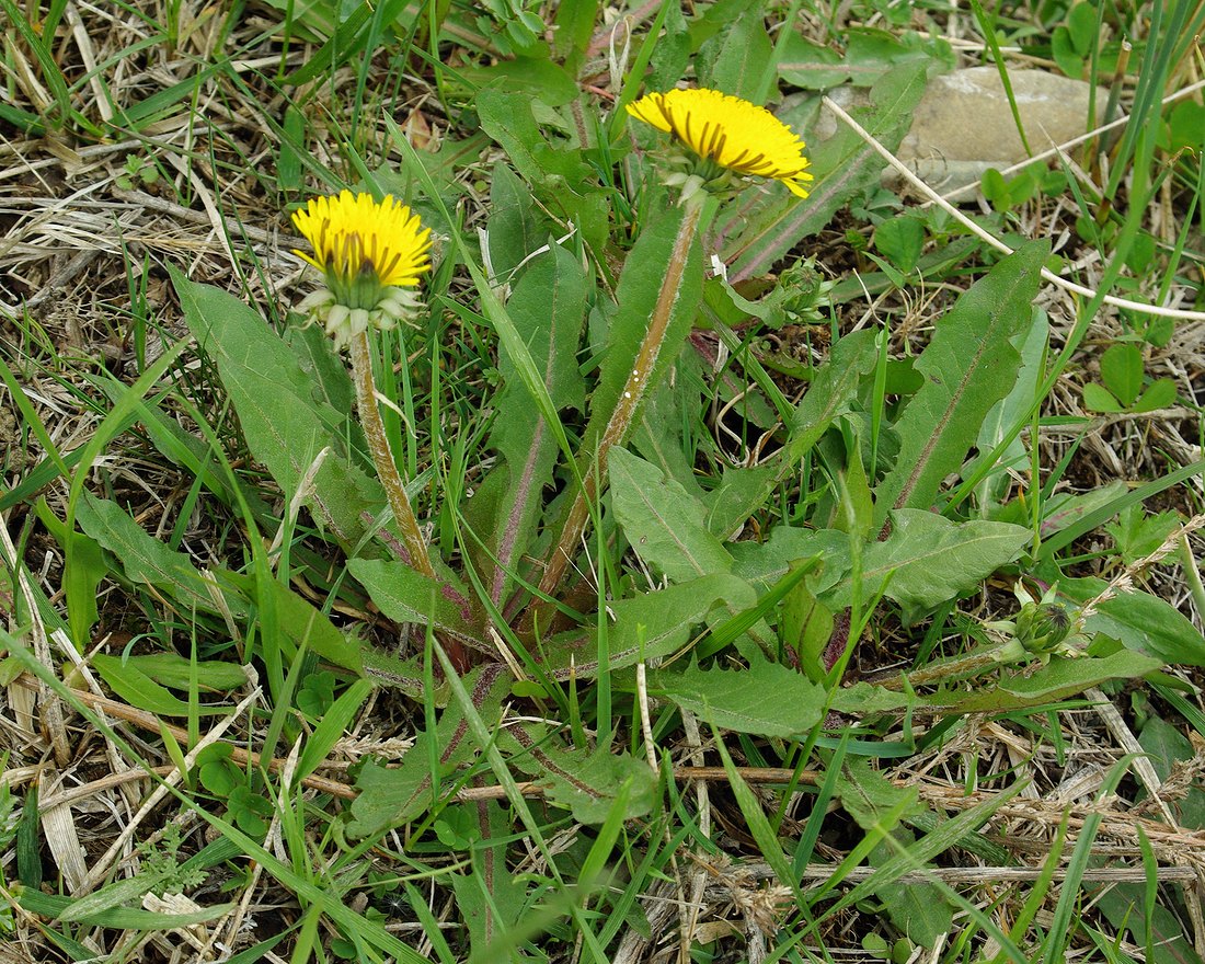 Изображение особи род Taraxacum.