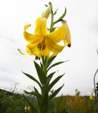 Lilium monadelphum