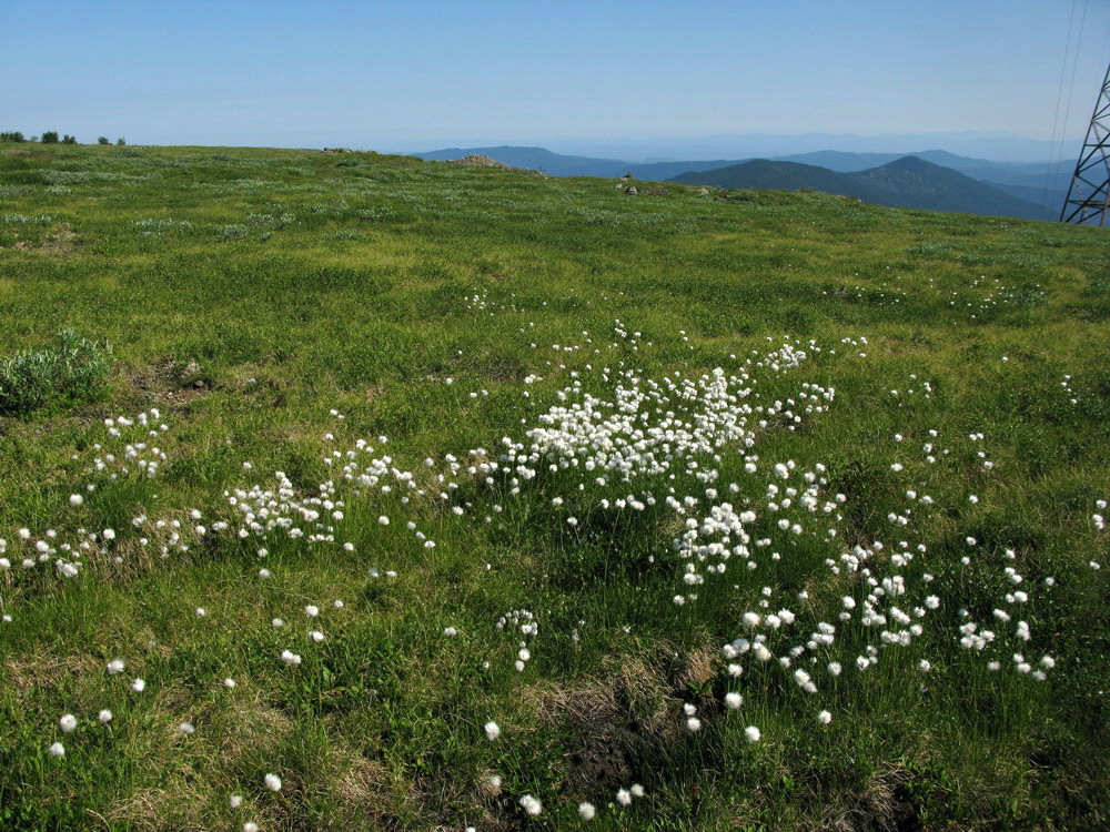 Изображение особи Eriophorum vaginatum.