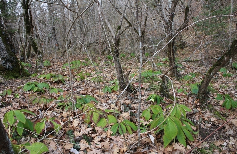 Image of Helleborus caucasicus specimen.