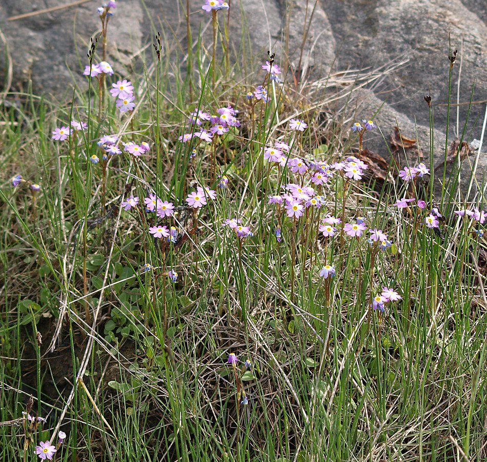 Изображение особи Primula finmarchica.