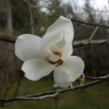 Magnolia kobus. Цветок. Сочи, дендрарий. 16.03.2009.