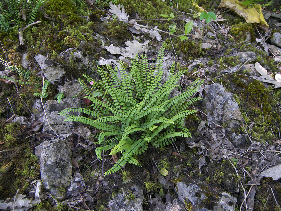 Image of Asplenium trichomanes specimen.