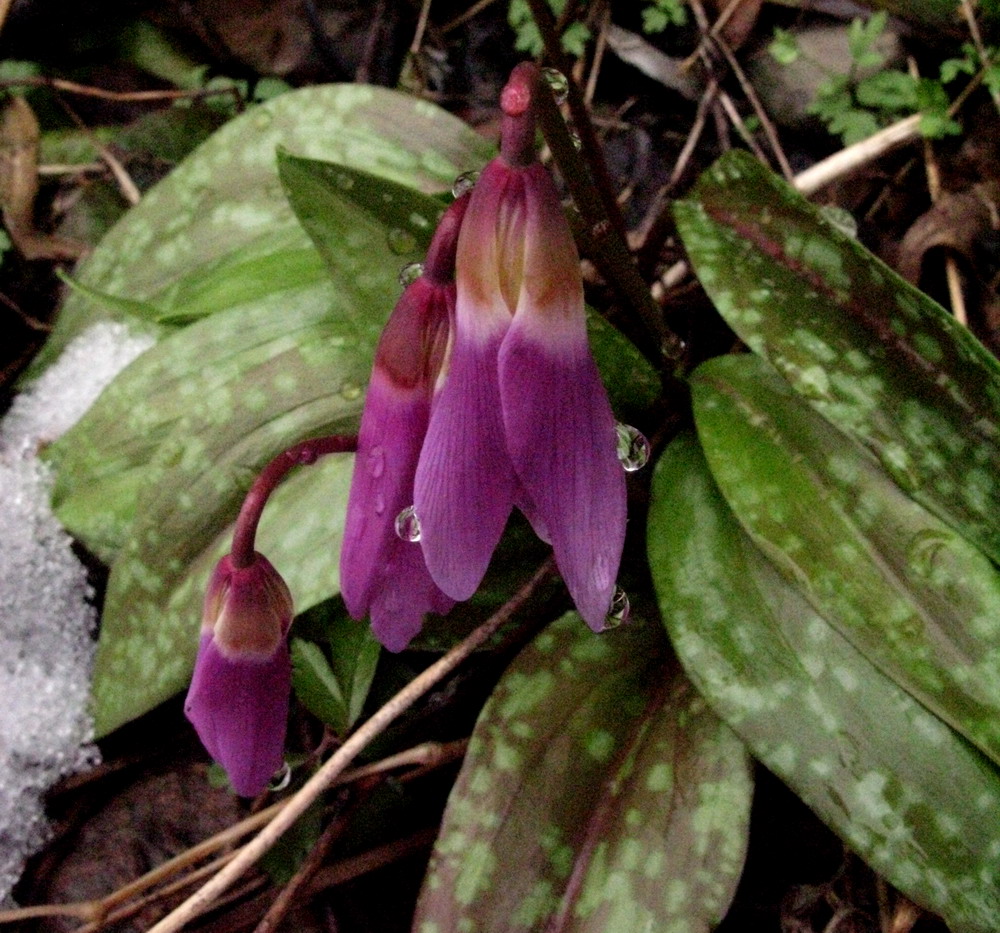 Image of Erythronium sajanense specimen.