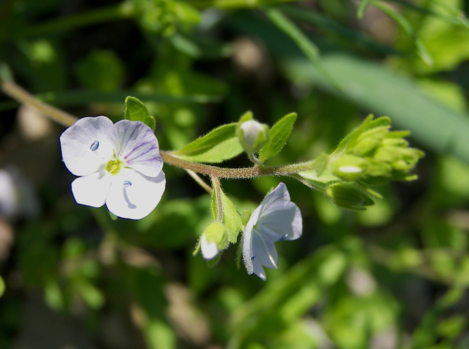 Изображение особи Veronica peduncularis.