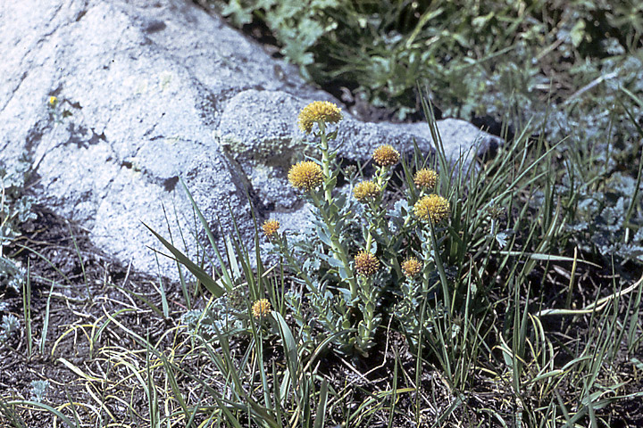 Image of Rhodiola heterodonta specimen.