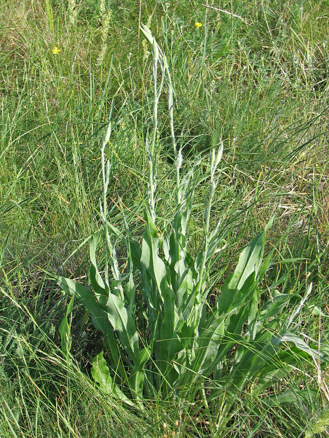 Image of Scorzonera taurica specimen.