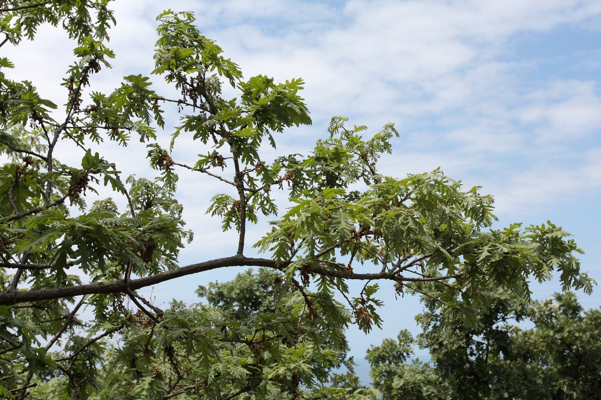 Изображение особи Quercus pyrenaica.