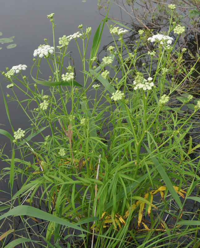 Image of Sium suave specimen.