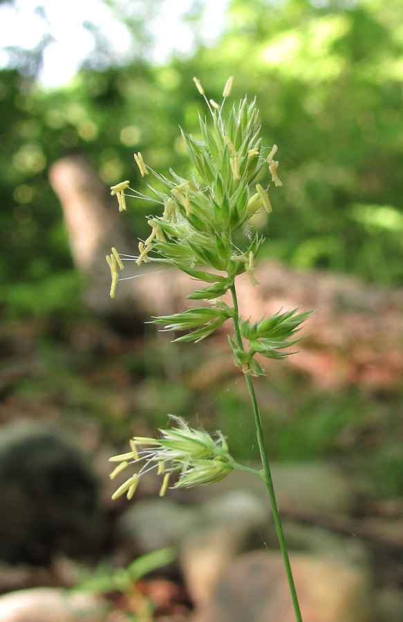 Image of genus Dactylis specimen.