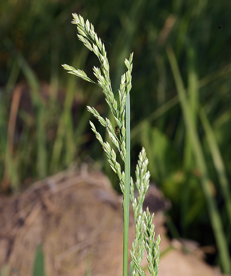 Image of Poa pratensis specimen.