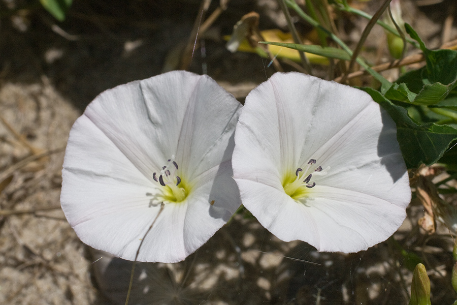 Изображение особи Convolvulus arvensis.