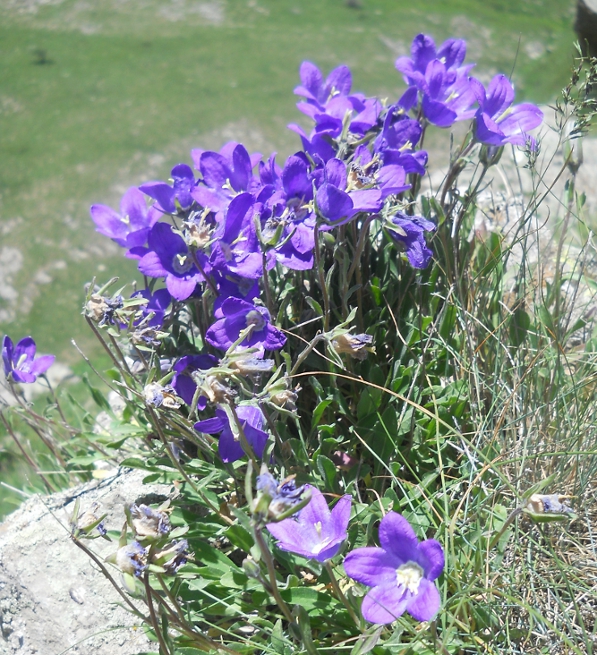 Image of Campanula aucheri specimen.