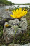 genus Hieracium. Верхушка цветущего растения. Мурманская обл., п-ов Рыбачий, долина р. Пяйва. 30.07.2010.