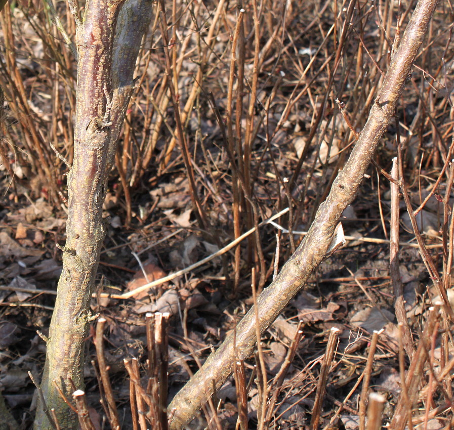 Image of Ribes sanguineum specimen.