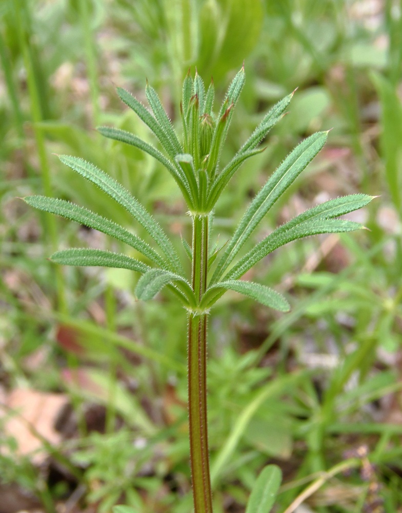 Изображение особи Galium aparine.