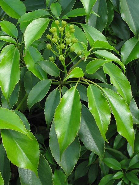 Image of Trochodendron aralioides specimen.