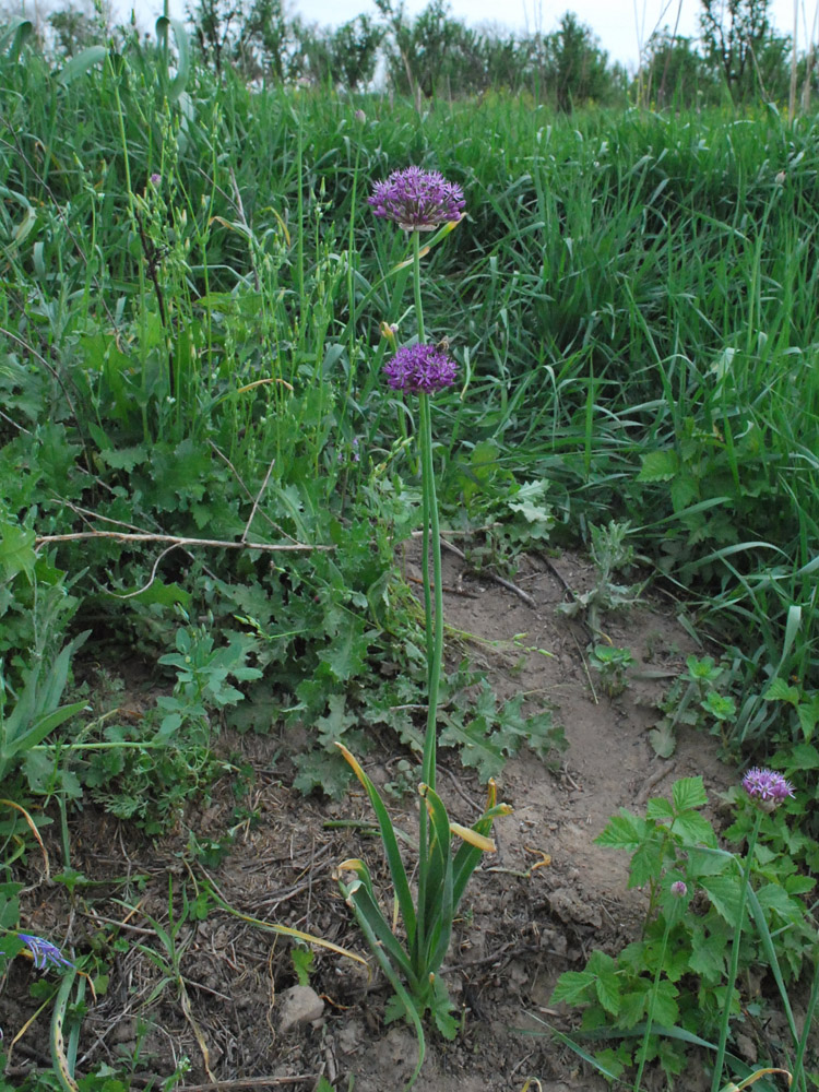 Image of Allium suworowii specimen.