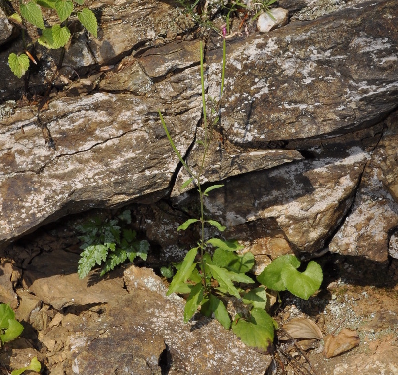 Image of genus Epilobium specimen.