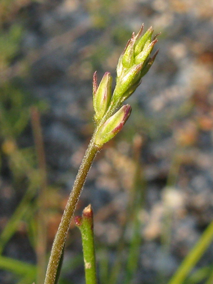 Image of Polygala major specimen.