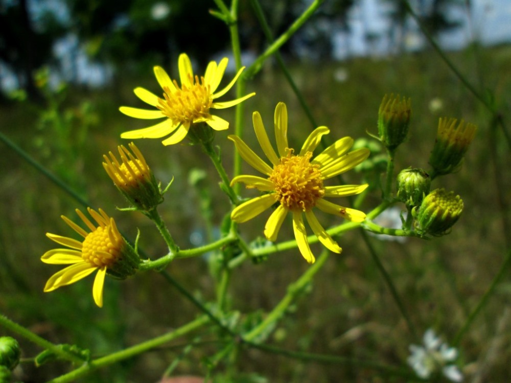 Image of Senecio grandidentatus specimen.