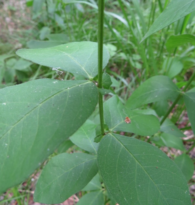 Изображение особи Vicia unijuga.