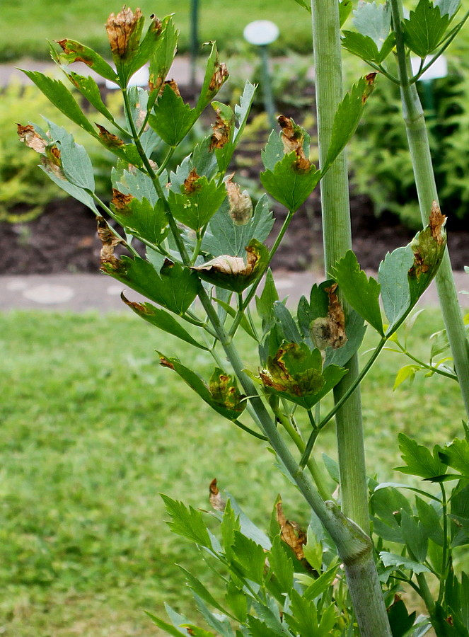 Изображение особи Levisticum officinale.