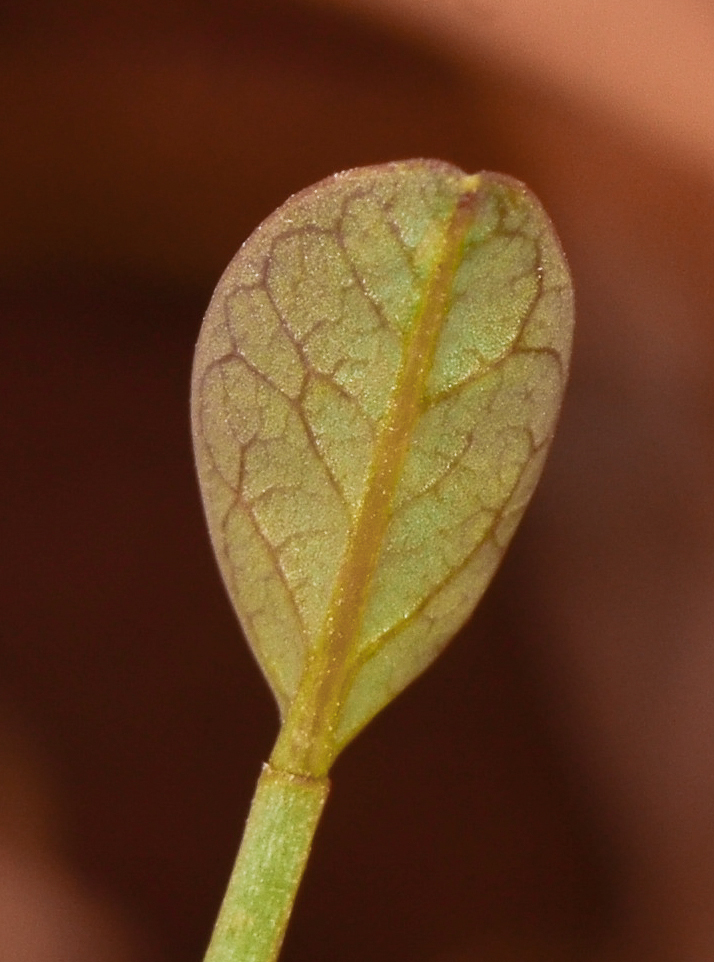 Image of Moringa peregrina specimen.