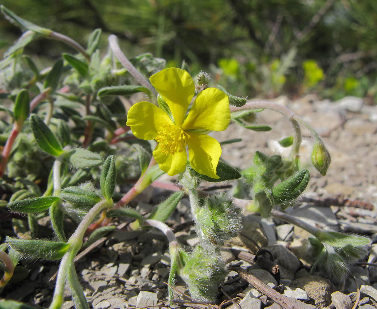 Изображение особи род Helianthemum.