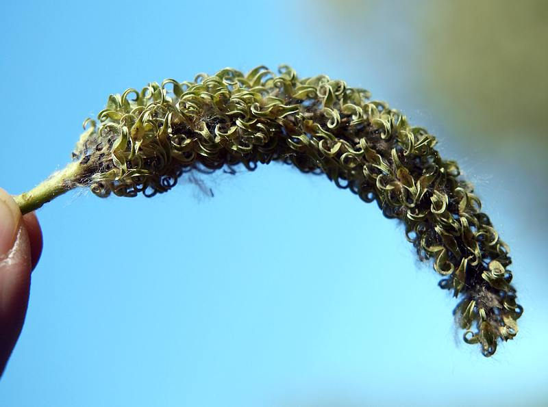 Image of Salix caprea specimen.