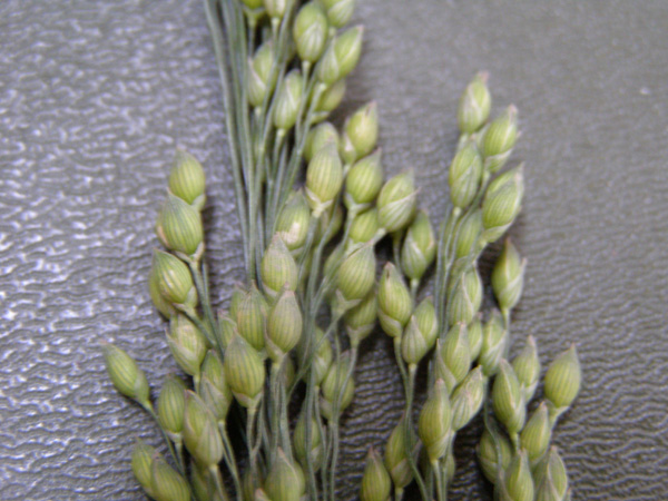 Image of Panicum miliaceum ssp. ruderale specimen.