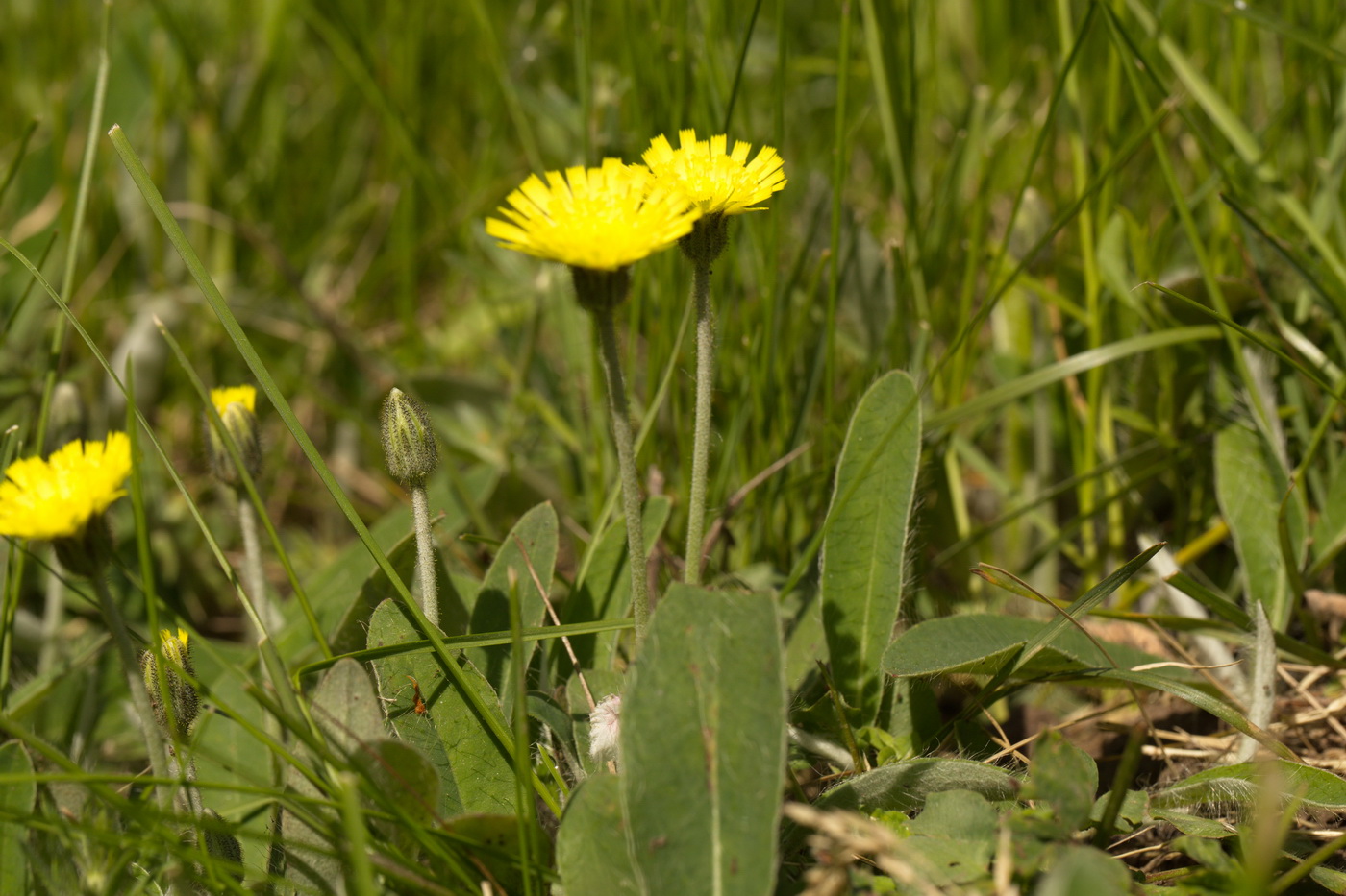 Изображение особи Pilosella officinarum.