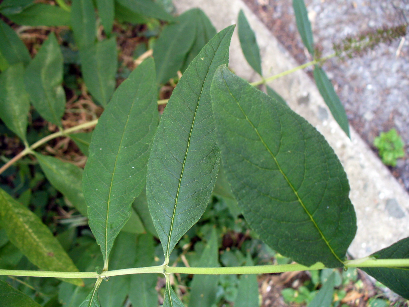 Image of Buddleja davidii specimen.