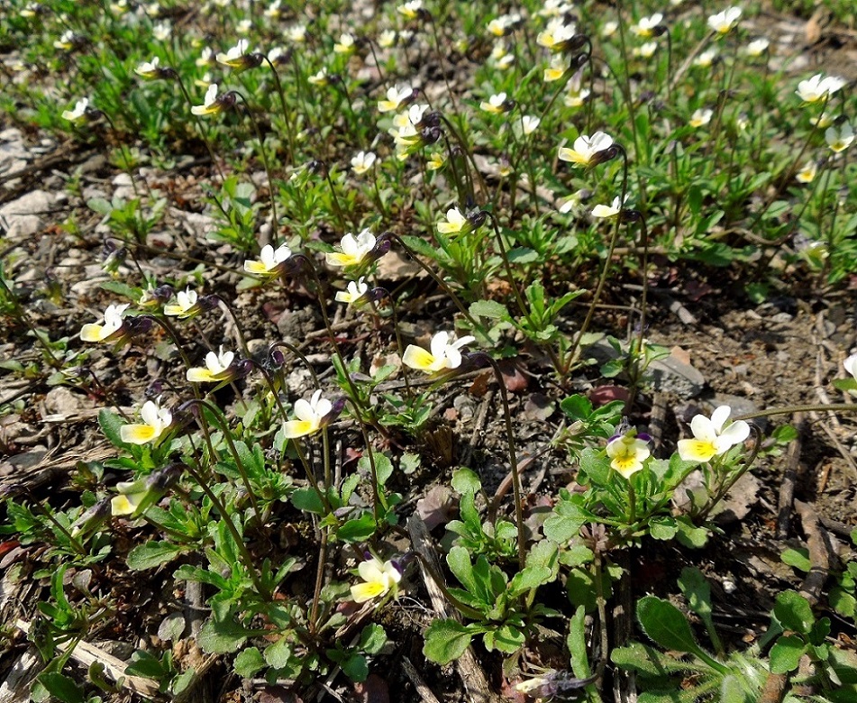 Изображение особи Viola arvensis.