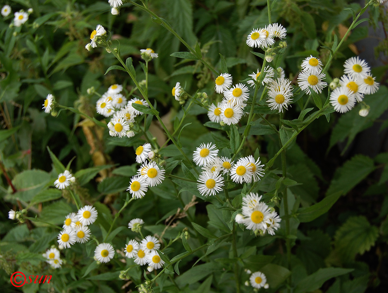 Image of Erigeron annuus specimen.