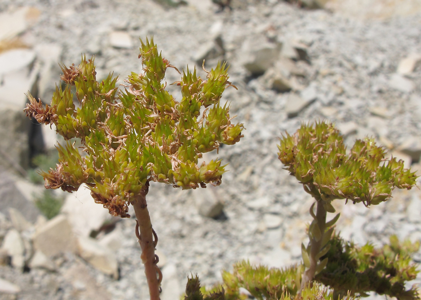 Image of Sedum reflexum specimen.