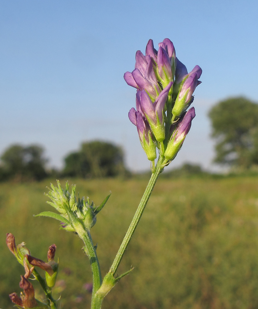 Image of Medicago sativa specimen.