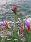 Iris falcifolia. Цветущее растение. Южный Казахстан, окр. г. Шардара, край берегового обрыва на сев.-вост. побережье Шардаринского вдхр. 28 марта 2006 г.