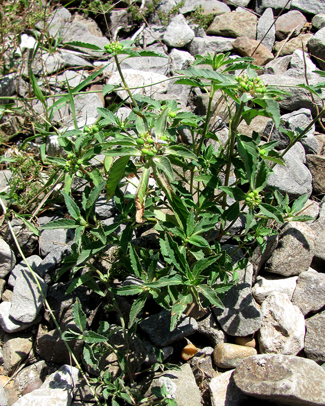 Изображение особи Euphorbia davidii.