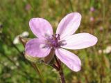 Erodium cicutarium. Цветок. Нидерланды, провинция Groningen, национальный парк Lauwersmeer, на залежи. 3 июня 2006 г.