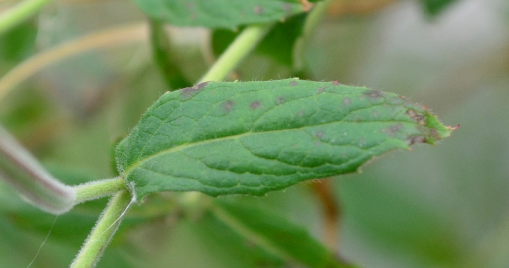 Изображение особи Epilobium hirsutum.