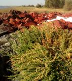Смотреть изображение Suaeda prostrata